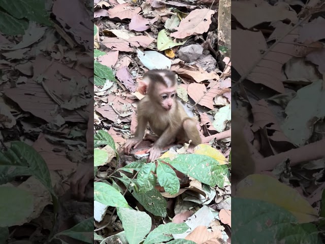 So Lovey Baby Monkey to try Climb on Tree