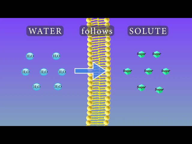 Osmosis Animation and Experiments