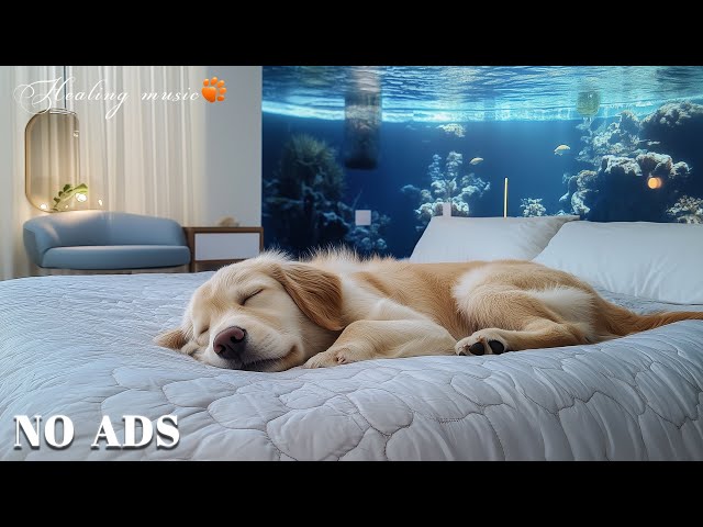 12 Hours Of Dog Music🎵Calming Music for Dog Deep Sleep🐶🎵Separation Anxiety Music for Dog Relaxation🐶