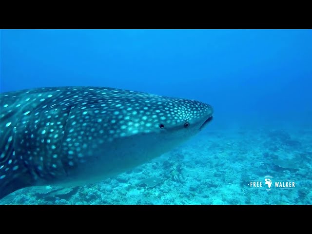 The mystical whale shark