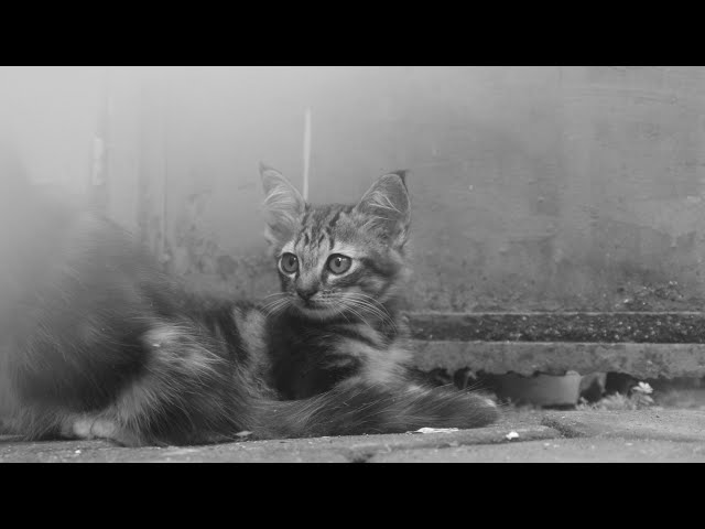 A Purrfect Day | Short Film