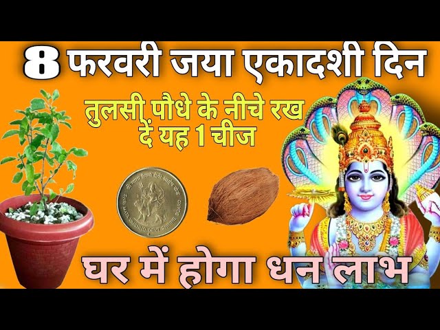 जया एकादशी के दिन तुलसी पौधे के नीचे रख दे यह 1चीज घर में होगा धन लाभ। Jaya ekadashi, Tulsi plat.