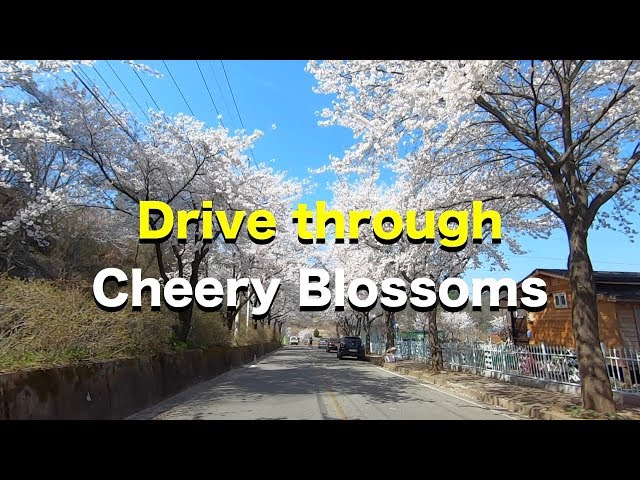 Drive through Cherry Blossoms viewing| Cherry Blossoms in South Korea