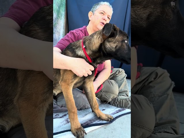 NEW and Adopted! A5609643 Owen | Belgian Malinois Puppy