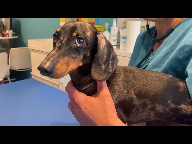 MINI DACHSHUND GOES TO THE VET