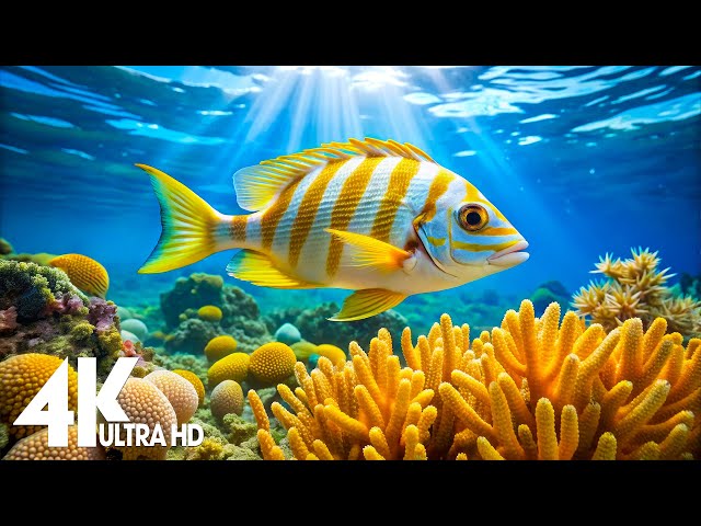 Aquarium 4K Video (Ultra HD) 🐠 Beautiful Coral Reef Fish - Relaxation Meditation Music