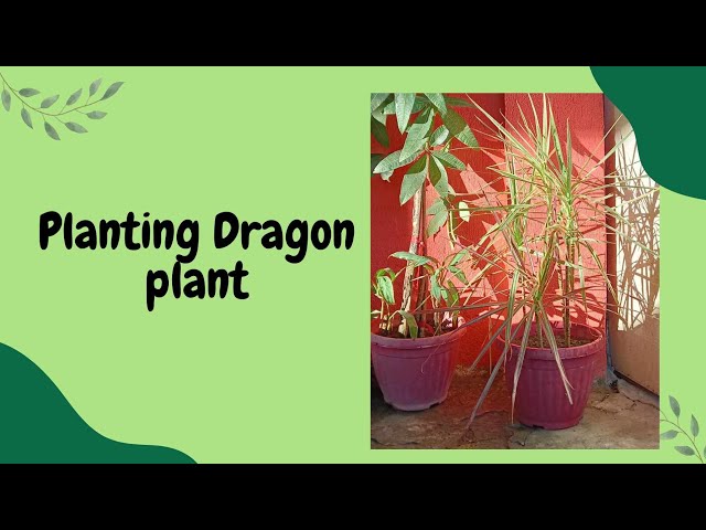 PLANTING DRAGON PLANT #trending #video #highlights #gardening #dragonplant