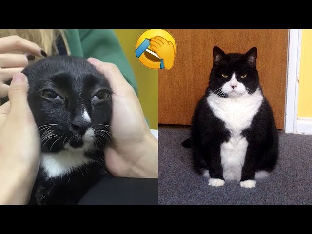 Funny Dogs And Cats Videos 2024 😅 - Best Funniest Animal Videos Of The week #393