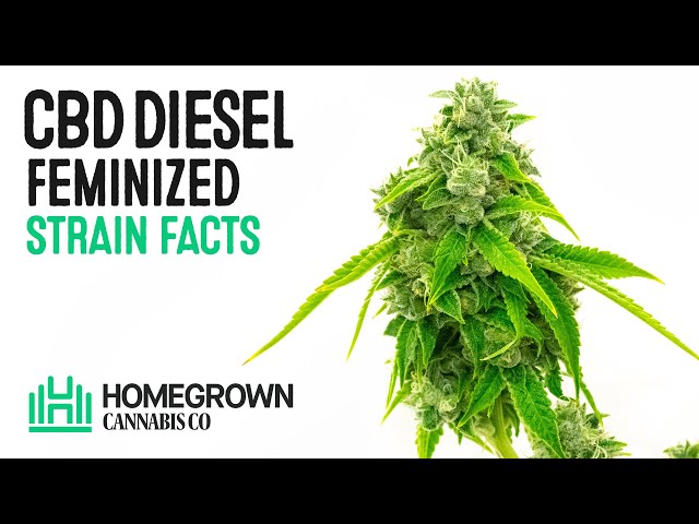 CBD Diesel Feminized Strain Facts and Seed Grow Info