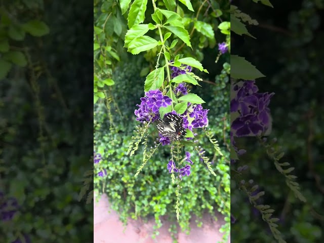 Discover the Beauty of Nature: Butterfly on Vibrant Purple Flowers in a Serene Garden Setting