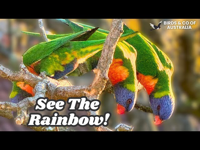 I'm OBSESSED with Rainbow Lorikeets and You Will Be Too!