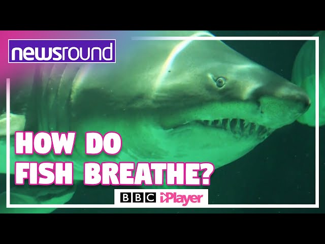 How do fish breathe? | Newsround