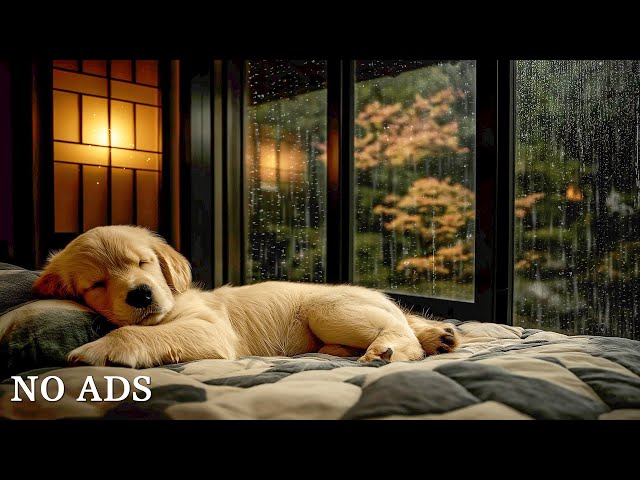 Dog Music🎵Relaxing Calming Music🐶Cure Separation Anxiety Music to Calm Dogs