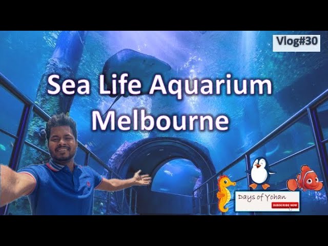 මේක බලන්නම ඕන  Aquarium එකක්| Sea life aquarium - Melbourne [Vlog#30]