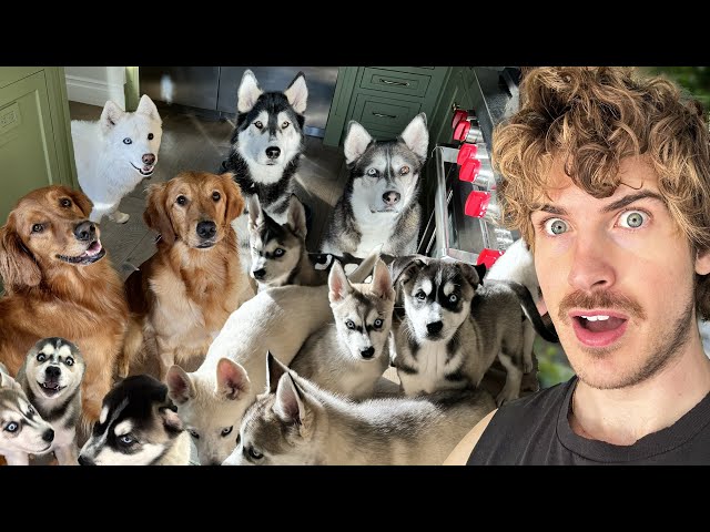 Day In A Life With 15 Dogs