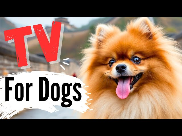 Dogs Roaming through China! 🐶🎥 Stunning Culture & Scenery Your Pup Will Love!