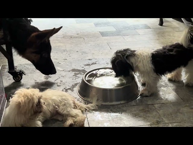 Shih Tzu Playing | Rusty The German Shepherd