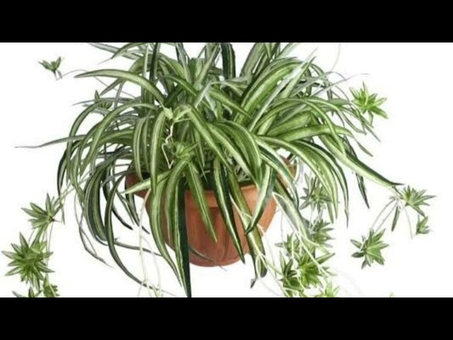 AZ BAKIM GEREKTİREN İÇ MEKAN BİTKİLERİ #plants #indoorplants