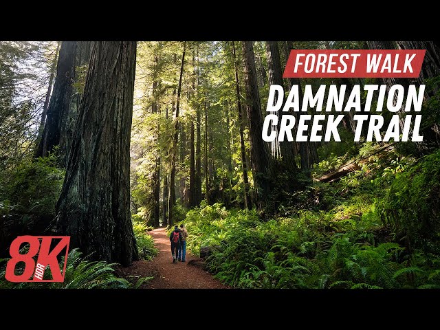 Walk among Redwood Trees in California for Treadmill Workout - 8K HDR Damnation Creek Trail Hike