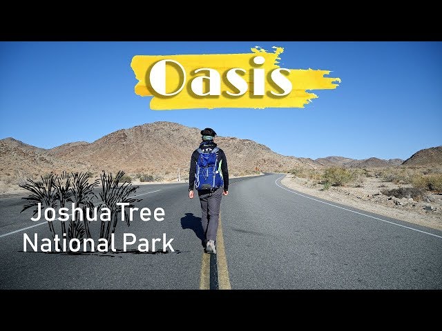 Oasis in Joshua Tree NP | Camping | Hiking | 4K