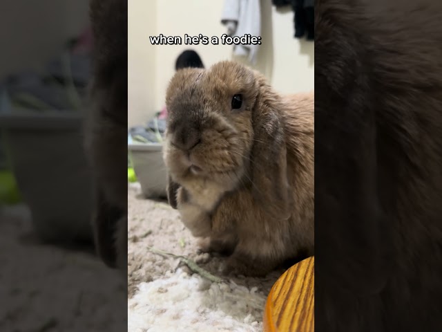 nom nom #subscribe #shorts #funny #fyp #bunny #cute #animals #aesthetic