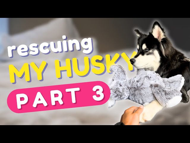 My husky’s full rescue story (part 3)