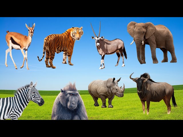 Wildebeests, Gazelles, and Zebras: Savanna Animal Sounds Fun! #SavannaSafari #AnimalSounds