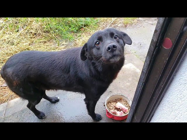 Dog Begs to be Rescued From Abandoned Building After 6 Years Alone