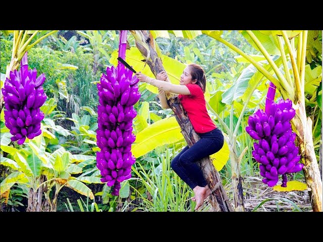 Hanna Daily Life: Harvesting Lots Of Banana Goes To Market Sell - A Simple Lunch in the Farm