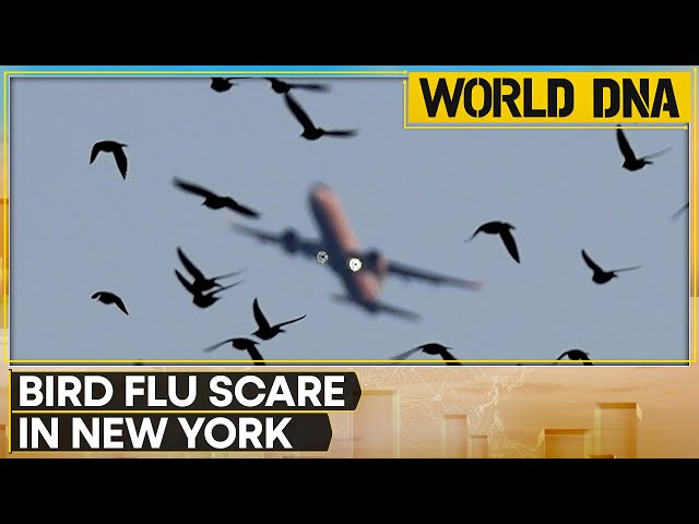 Bird Flu Scare In New York: New Bird Flu Strain Detected In US Dairy Cows  | WION World DNA