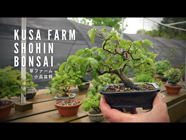 Kusa Farm Shohin Bonsai Nursery