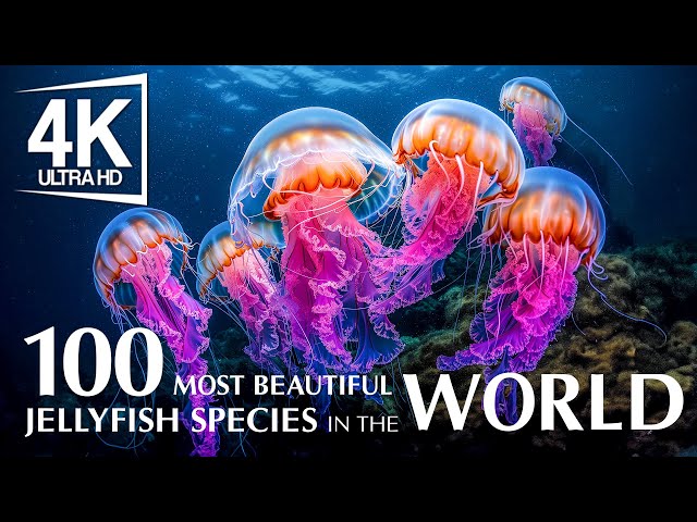 100 Most Beautiful Jellyfish Species In The World 4K - Witness Stunning Sea Life And Soothing Piano