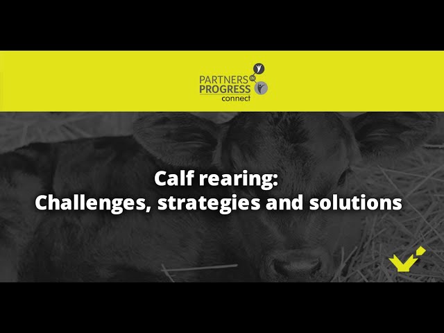 Calf rearing: Challenges, strategies and solutions