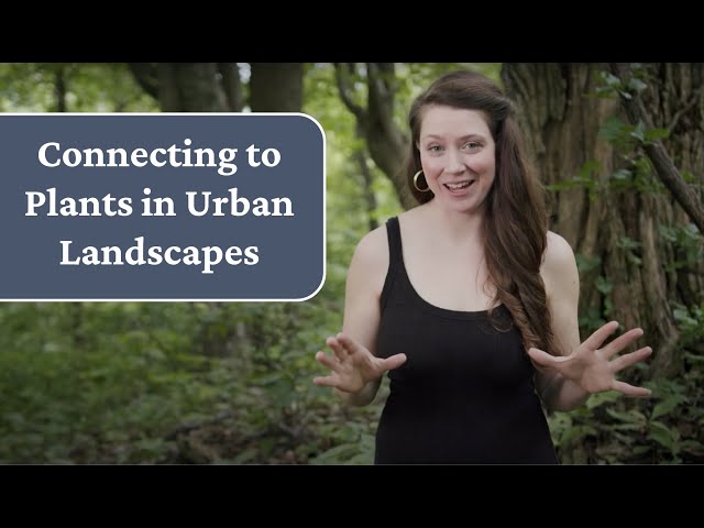 Connecting to Plants in Urban Landscapes