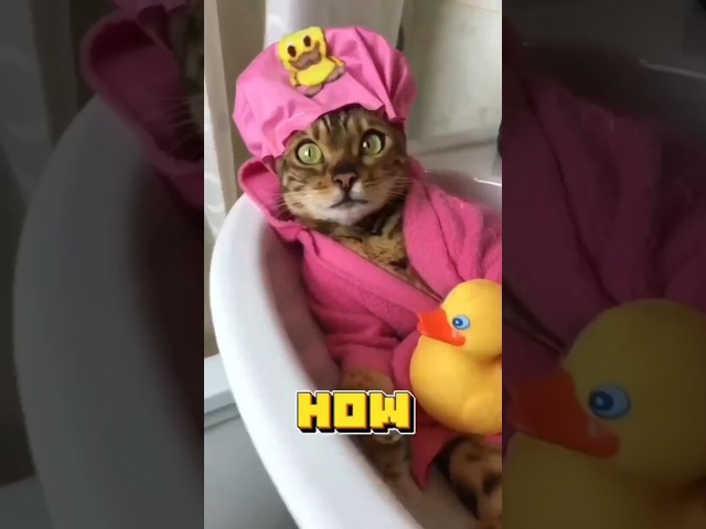 How to Trick Your Cat to Love Bath Time | Easy Tips for Stress-Free Baths