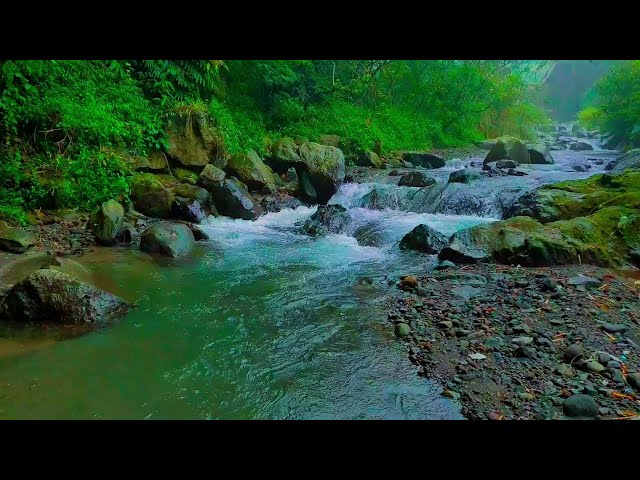 Nature Sounds in Deep Forest, Sound of Stream and Birds Singing 24/7, White Noise for Relaxation