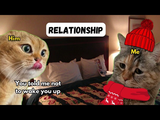 2 Cat talking Funny relationship memes