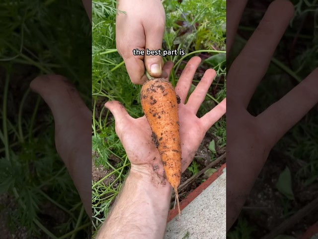 Let’s grow food again! #shorts #raisedbeds #growfood #growingfood #growyourownfood #growyourfood