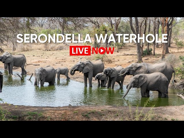 Serondella | LIVE Wildlife Camera - South Africa