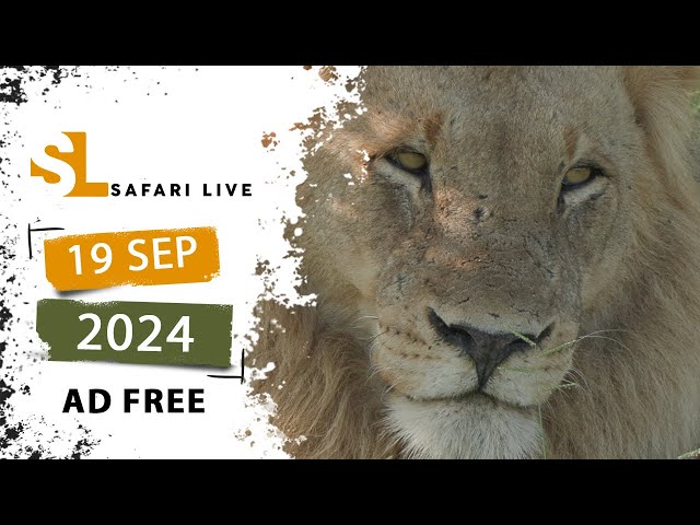 Roaming lions, sleeping cheetahs - SafariLIVE Sunset - 19 September 2024  - AD FREE