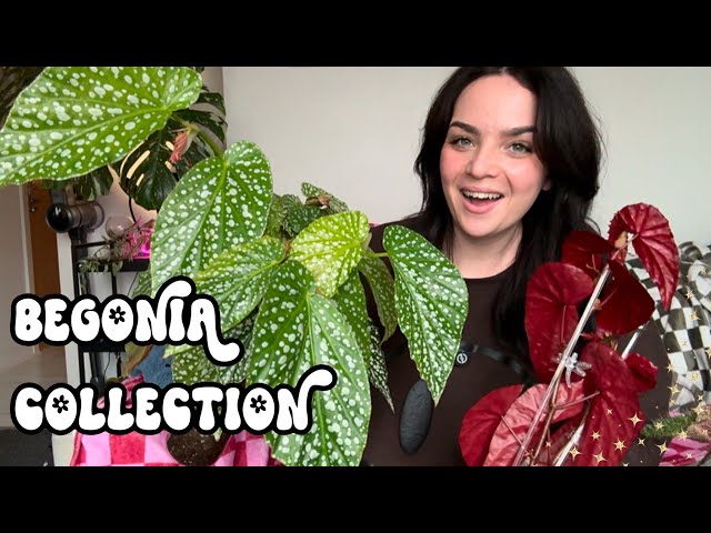 My Entire Begonia Collection 🪴 + My Begonia Wishlist! ✨