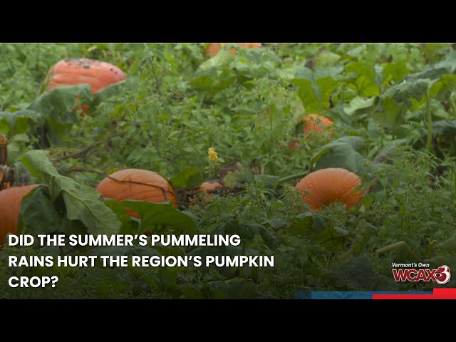 Did the summer's pummeling rains hurt the region's pumpkin crop?