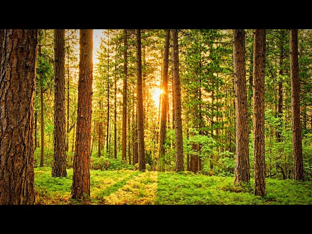 Calm and beautiful relieving stress wild forest video compilation with ambient music