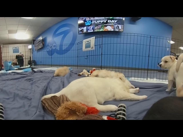 360 VIDEO: Humane Society of Silicon Valley Puppies at ABC7