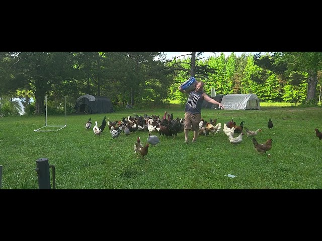 Raw UNCUT Look At Raising Free Range Chickens