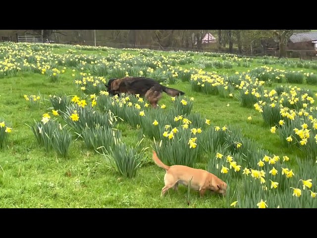 Dogs and cats romp through our field of daffodils