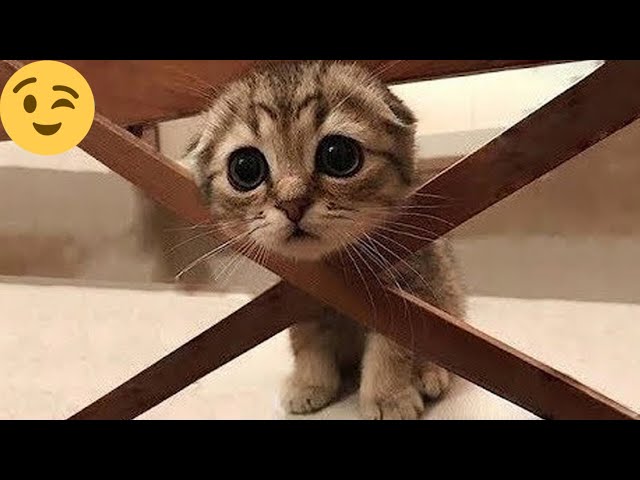 12 minutes of adorable 🥰cats and kittens videos to keep you smiling 💕😅