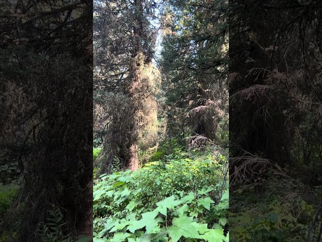 Grand Teton National Park, Cascade Canyon Trail (Forest canopy and vegetation)