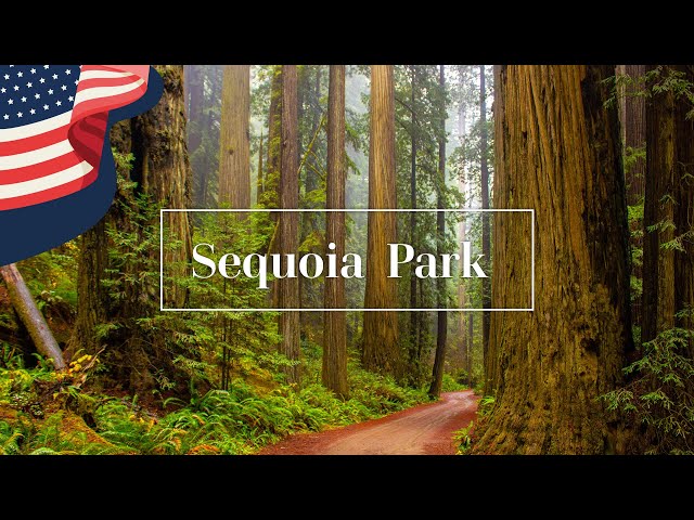 Sequoia National Park - VR 6K 360 video