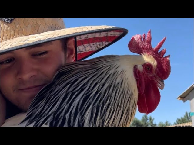 Chickens!! All The Reasons We Have Chickens On The Homestead!